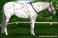 Horse Color:Liver Red Dun Sabino Tobiano Appaloosa 