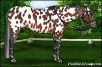 Horse Color:Brown Near Leopard 