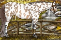 Horse Color:Brown Roan Dun Near Leopard 