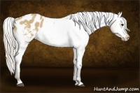 Horse Color:Silver Bay Dun Appaloosa 
