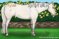 Horse Color:Silver Bay Dun Appaloosa 