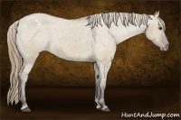 Horse Color:Liver Red Dun Appaloosa