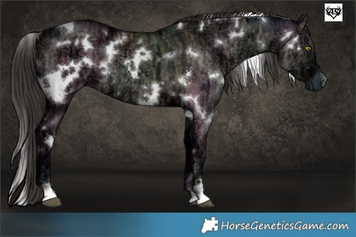 Horse Color:White Spotted Liver Red Dun Ice Rabicano Brindle 