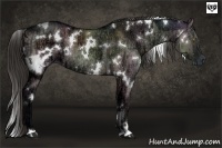 Horse Color:White Spotted Liver Red Dun Ice Rabicano 
