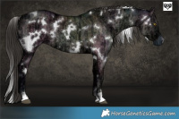 Horse Color:White Spotted Liver Red Dun Ice Rabicano Brindle
