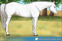 Horse Color:White Spotted Liver Red Dun Appaloosa Rabicano Brindle 