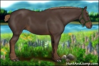 Horse Color:Liver Chestnut Rabicano 