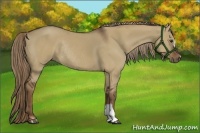 Horse Color:Liver Red Dun Rabicano 