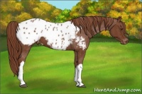 Horse Color:Chestnut Appaloosa