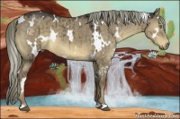 Horse Color:White Spotted Liver Red Dun 