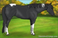 Horse Color:Black Tobiano