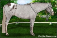 Horse Color:Liver Chestnut Varnish Rabicano 