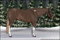Horse Color:Liver Chestnut Tobiano Rabicano 