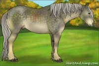 Horse Color:Chocolate Palomino Rabicano