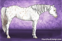 Horse Color:Amber Champagne Appaloosa  and Silver Amber Champagne Appaloosa 