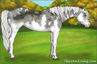 Horse Color:White Spotted Liver Chestnut Ice Splash Tobiano Rabicano