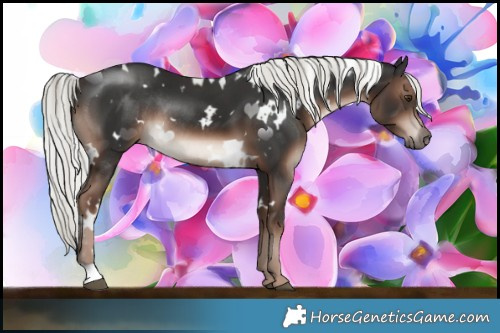 Horse Color:White Spotted Liver Chestnut Mushroom Rabicano 