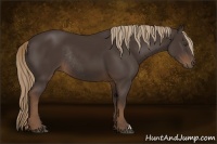 Horse Color:Liver Chestnut Rabicano