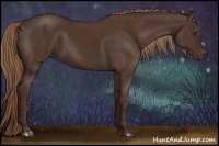 Horse Color:Liver Chestnut Rabicano 