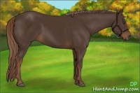 Horse Color:Liver Chestnut Rabicano 