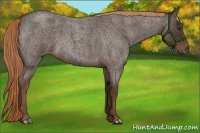 Horse Color:Liver Red Roan Rabicano 