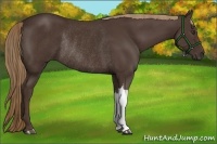 Horse Color:Liver Chestnut Rabicano 