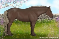 Horse Color:Liver Chestnut Rabicano