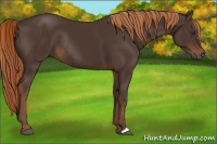 Horse Color:Liver Chestnut Rabicano 