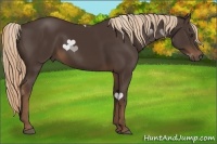 Horse Color:Liver Chestnut Rabicano