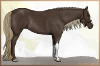Horse Color:Liver Chestnut Rabicano 