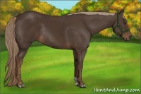 Horse Color:Liver Chestnut Rabicano 