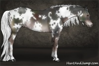 Horse Color:White Spotted Liver Chestnut 