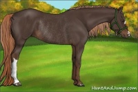 Horse Color:Liver Chestnut Rabicano 