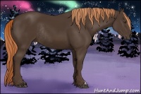 Horse Color:Liver Chestnut Rabicano 