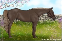 Horse Color:Liver Chestnut Rabicano 