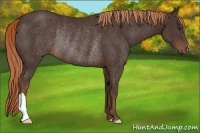 Horse Color:Liver Chestnut Rabicano 