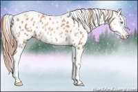 Horse Color:Silver Amber Cream Champagne Pearl Appaloosa  and Gold Champagne Splash Appaloosa 