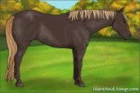 Horse Color:Liver Chestnut Rabicano 