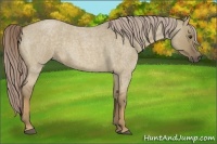 Horse Color:Chocolate Palomino Roan Dun 