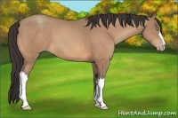 Horse Color:Amber Champagne 