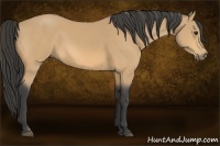 Horse Color:Buckskin 