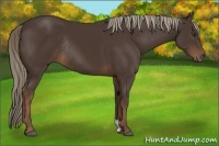 Horse Color:Liver Chestnut Rabicano