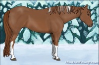 Horse Color:Chestnut Tobiano