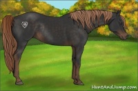 Horse Color:Liver Chestnut Rabicano 