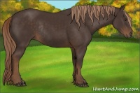 Horse Color:Liver Chestnut Rabicano