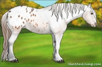 Horse Color:Buckskin Appaloosa 