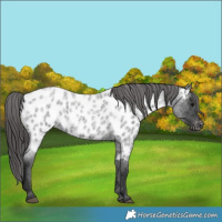 Horse Color:Blue Roan Near Leopard 
