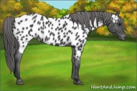Horse Color:Blue Roan Appaloosa
