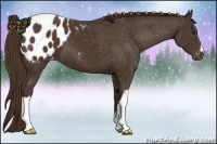 Horse Color:Liver Chestnut Appaloosa 