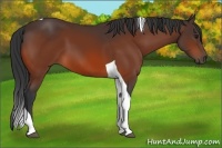 Horse Color:Bay Tobiano 